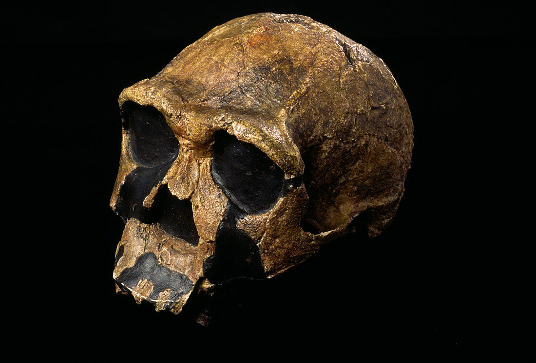 Homo ergaster skull