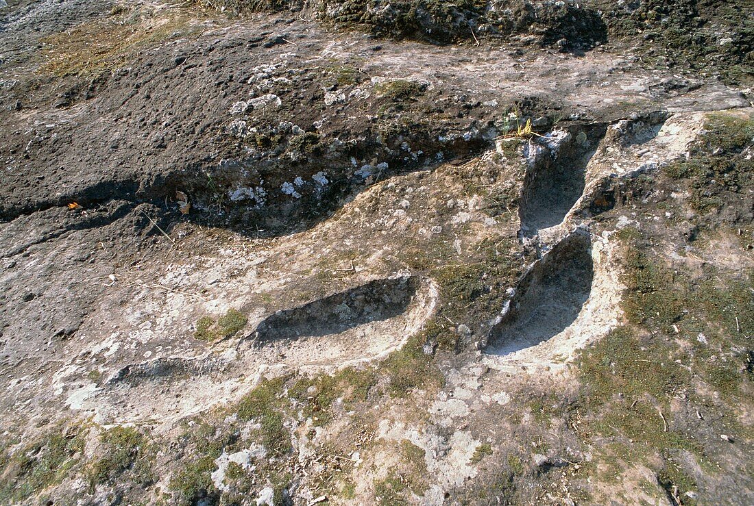 Homo erectus footprints