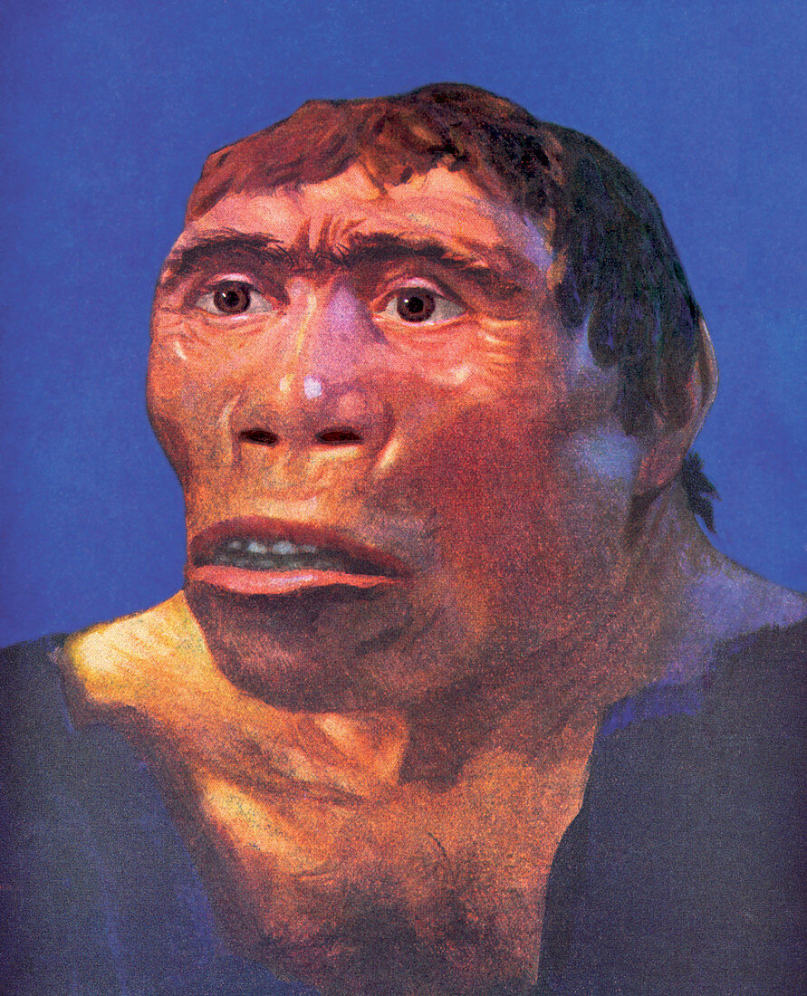 Java Man reconstruction