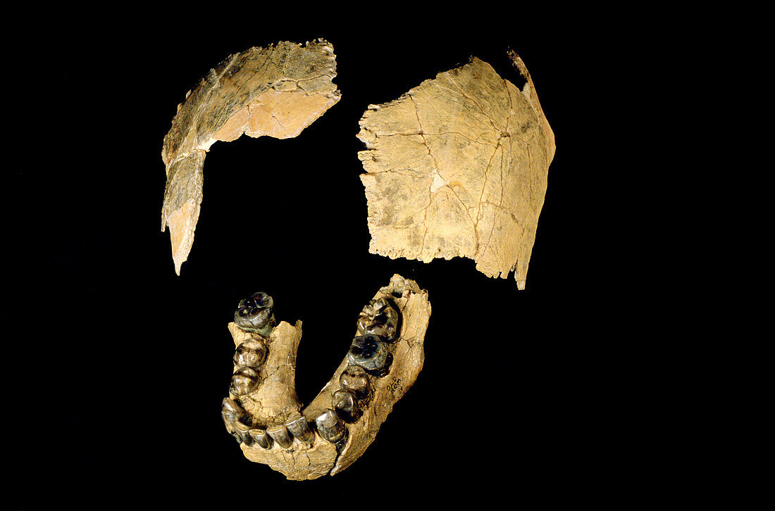 Skull bones of Homo habilis
