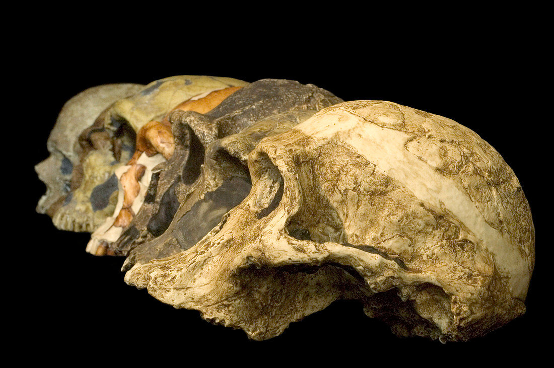 Craniums,Australopithecus to Cro-Magnon