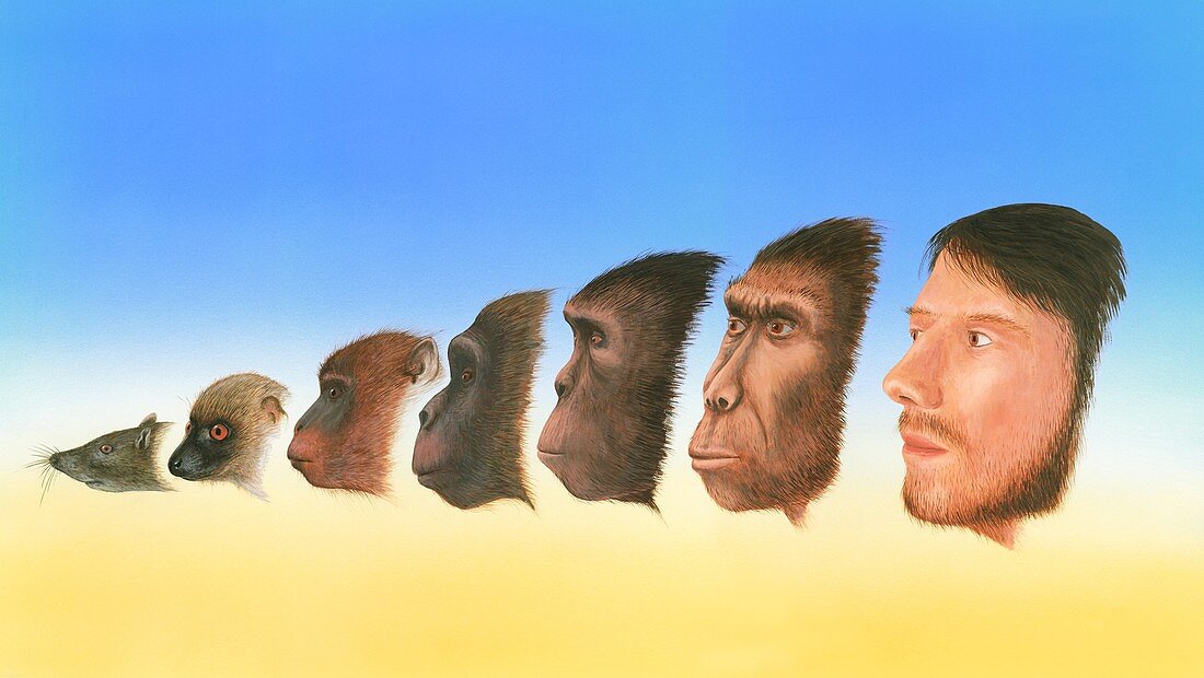 Human evolution,artwork