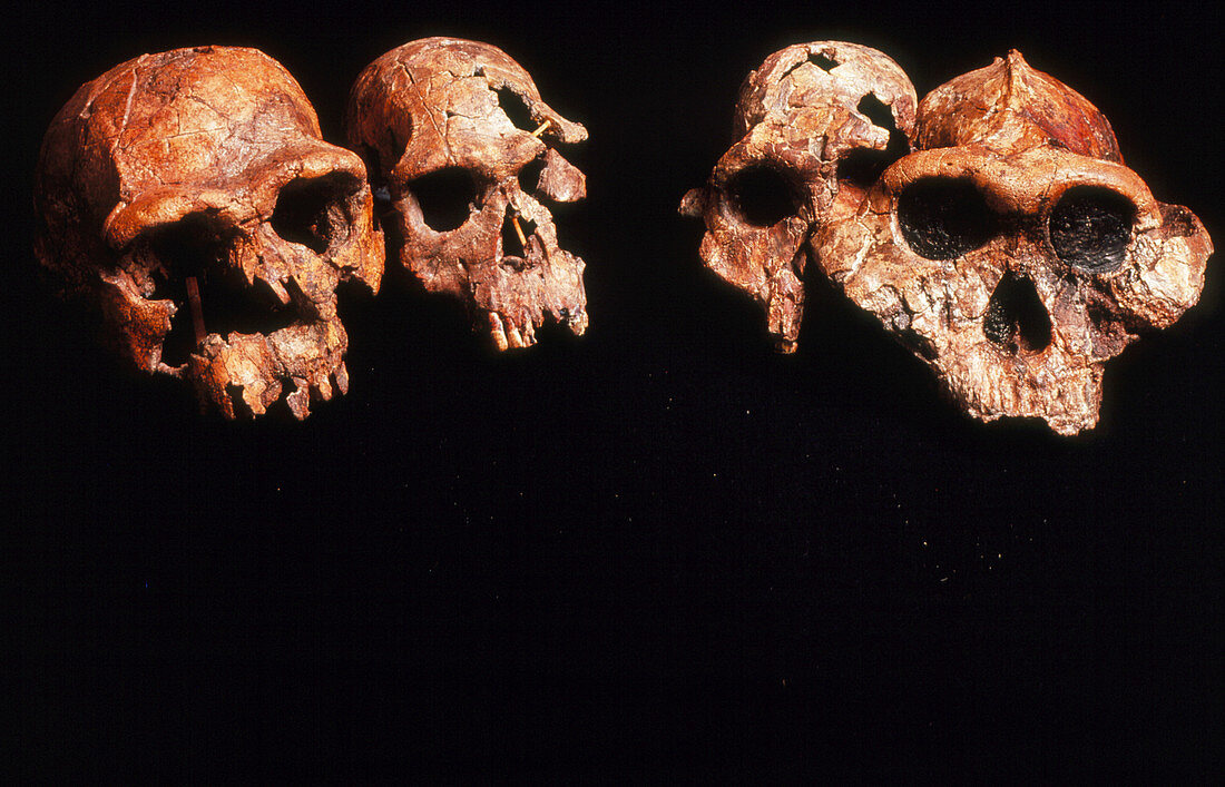 Collection of fossil hominids