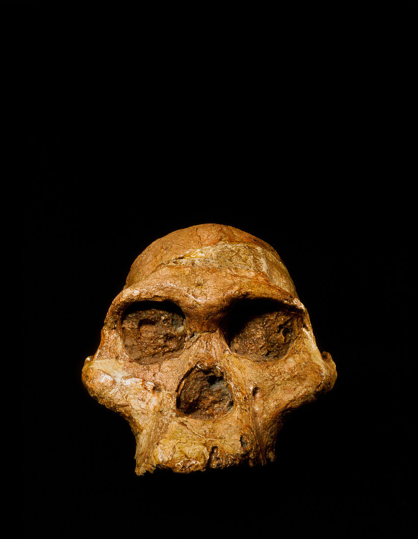 Hominid fossil skull Australopithecus africanus