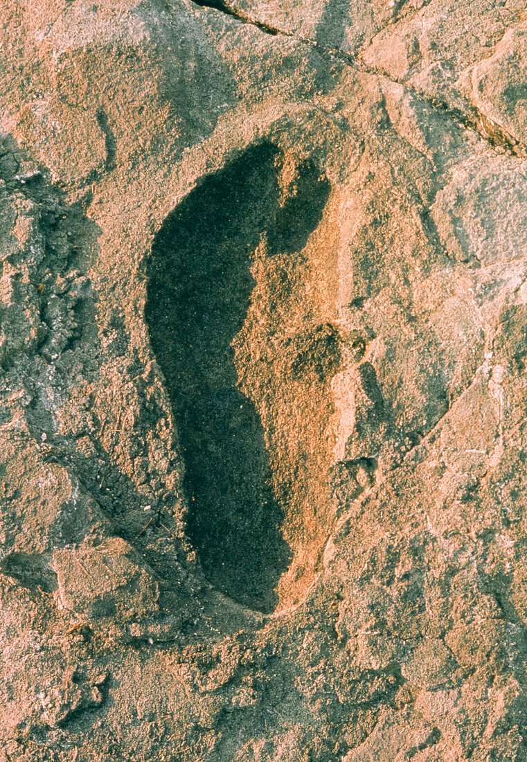 Single adult fossilized hominid footprint