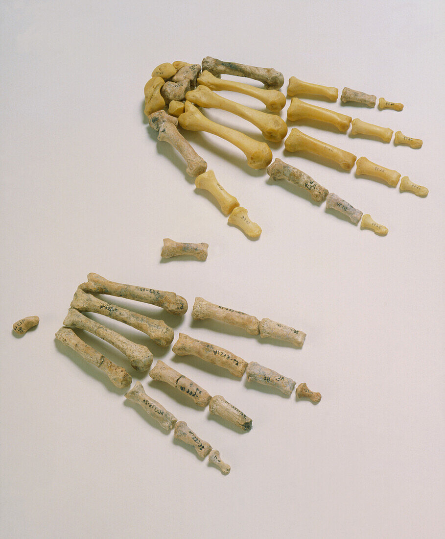 Fossil and modern hand bones of A. afarensis