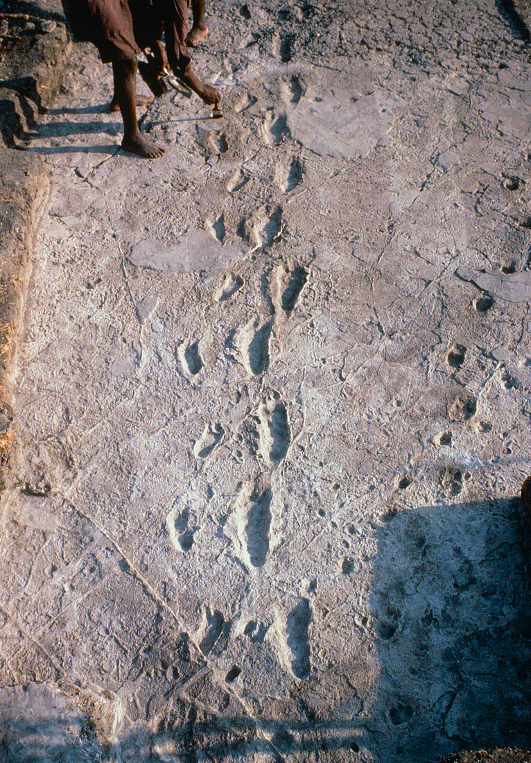 Excavation of the trail of Laetoli footprints