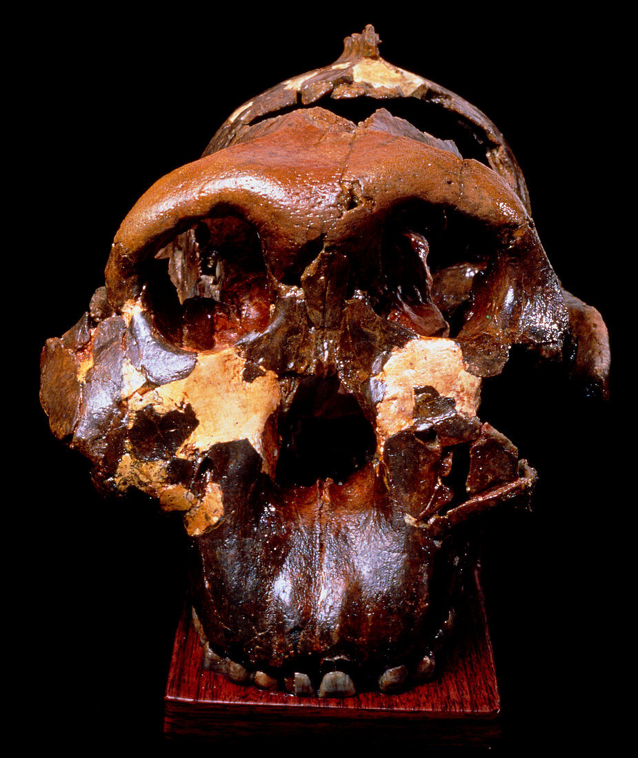 Front view of skull of Paranthropus boisei (Zinj)