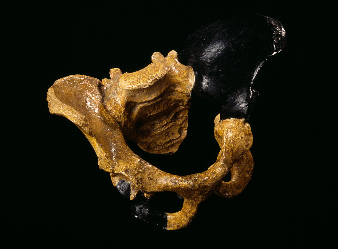 Fossil Australopithecus pelvis