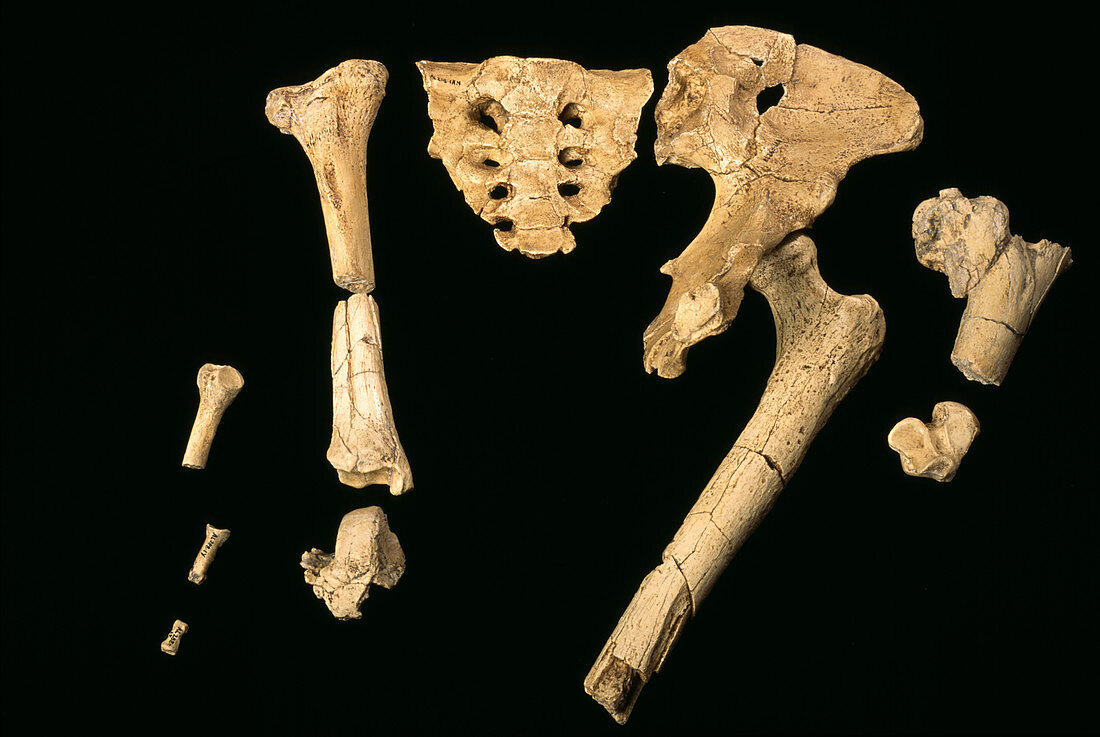 Fossil bones of Lucy