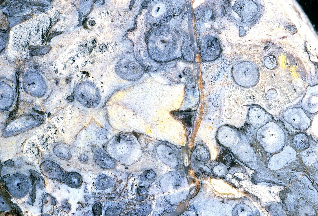 Fossil plant stems