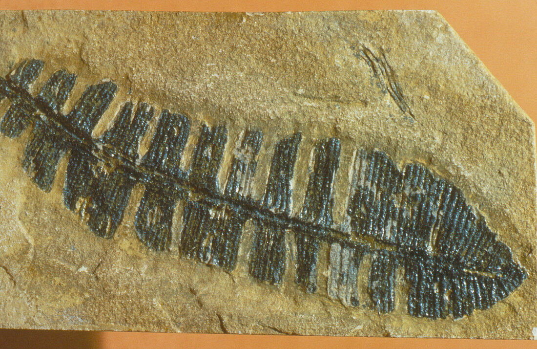 A frond of the fossil cycad