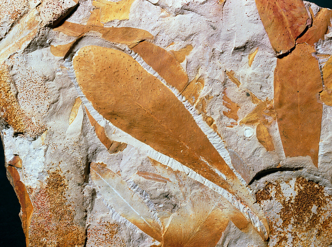 Leaves of the fossil seed-fern Glossopteris sp