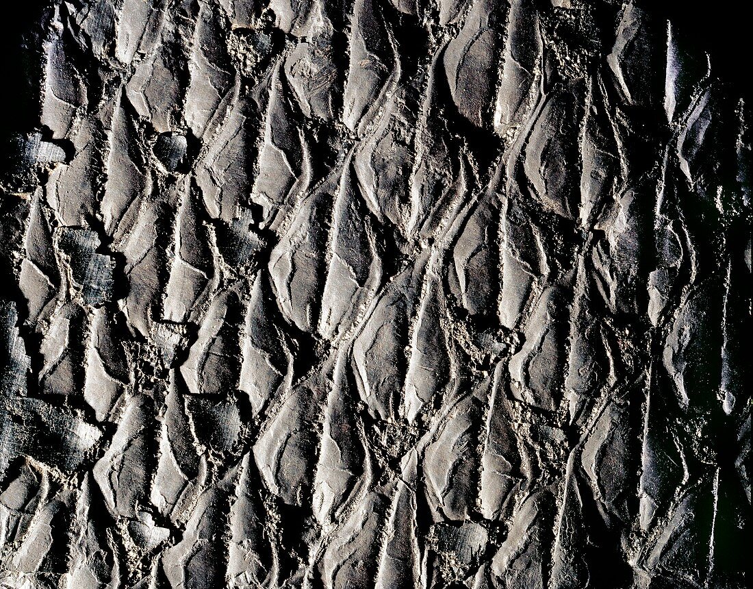 Tree bark fossil