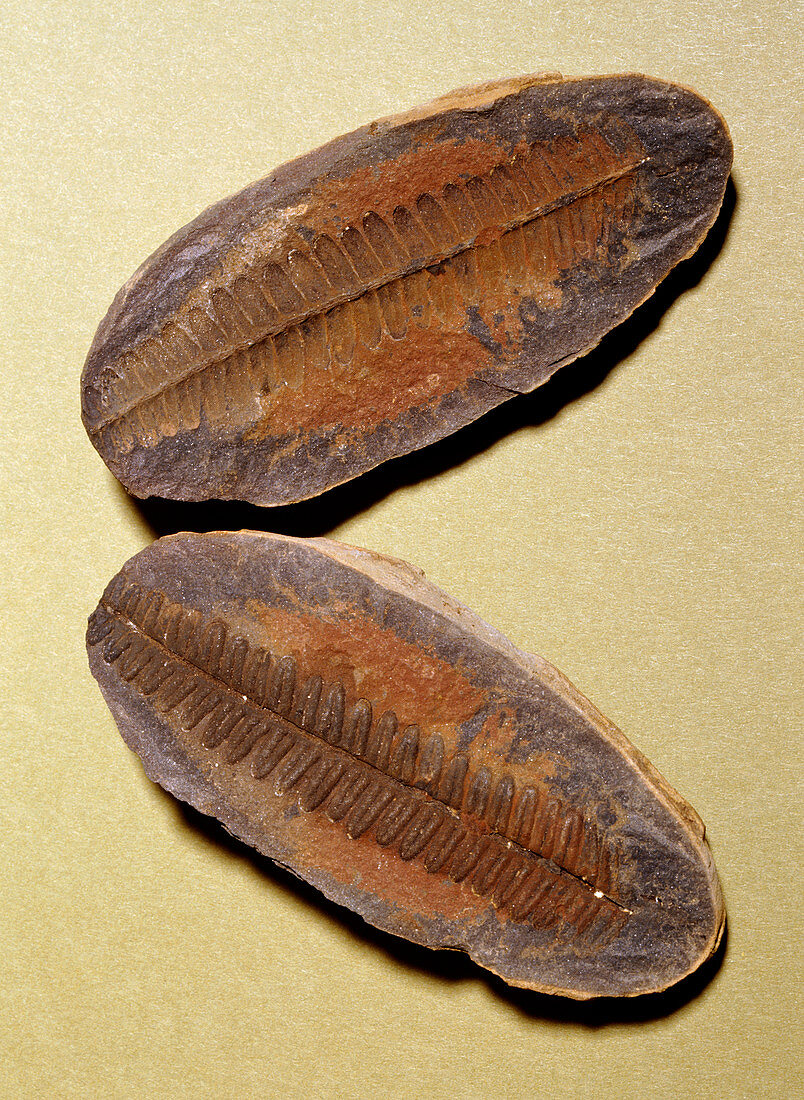 Fern fossil (Pecopteris sp.)