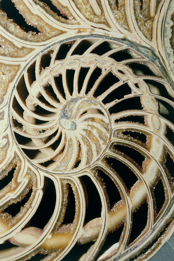 Fossilized nautilus shell