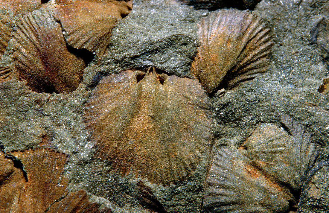 Fossil brachiopods,Dalmanella sp