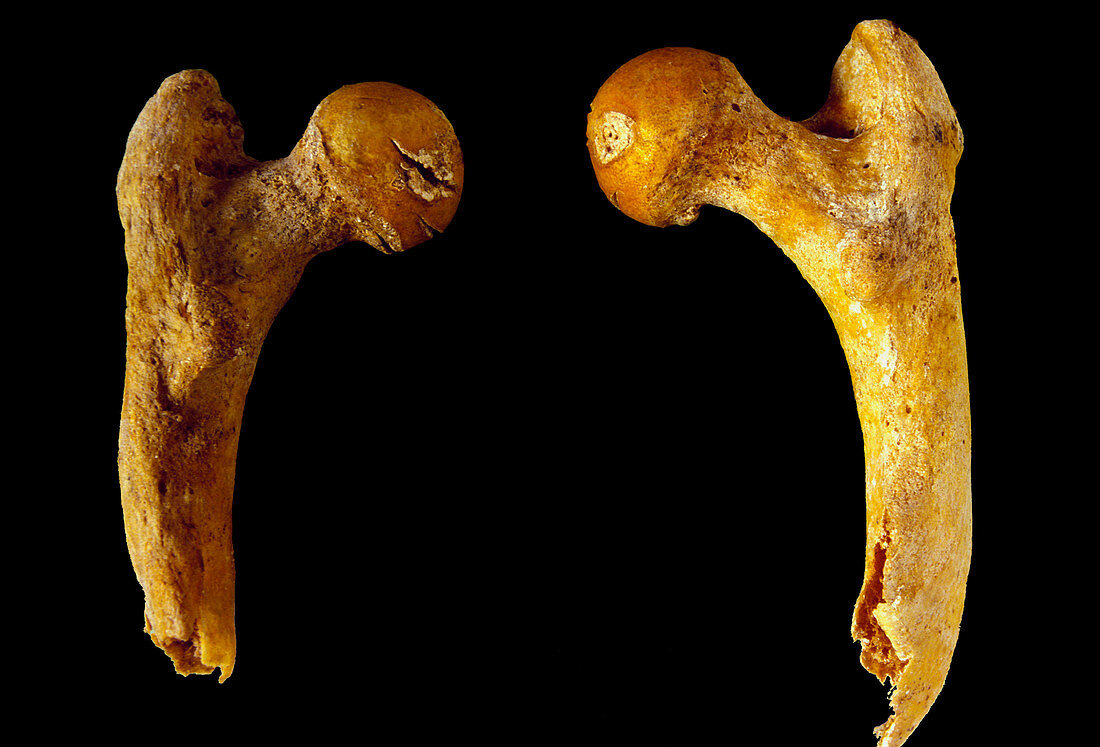 Femur of Homo habilis,OH 8