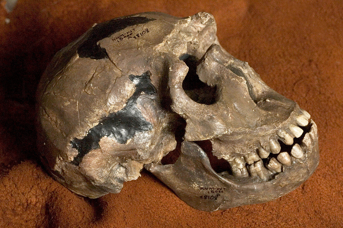 Turkana boy skull