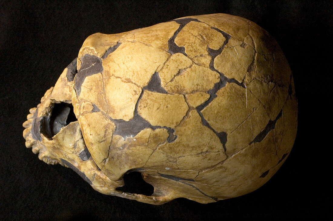 La Ferrassie 1 Neanderthal skull