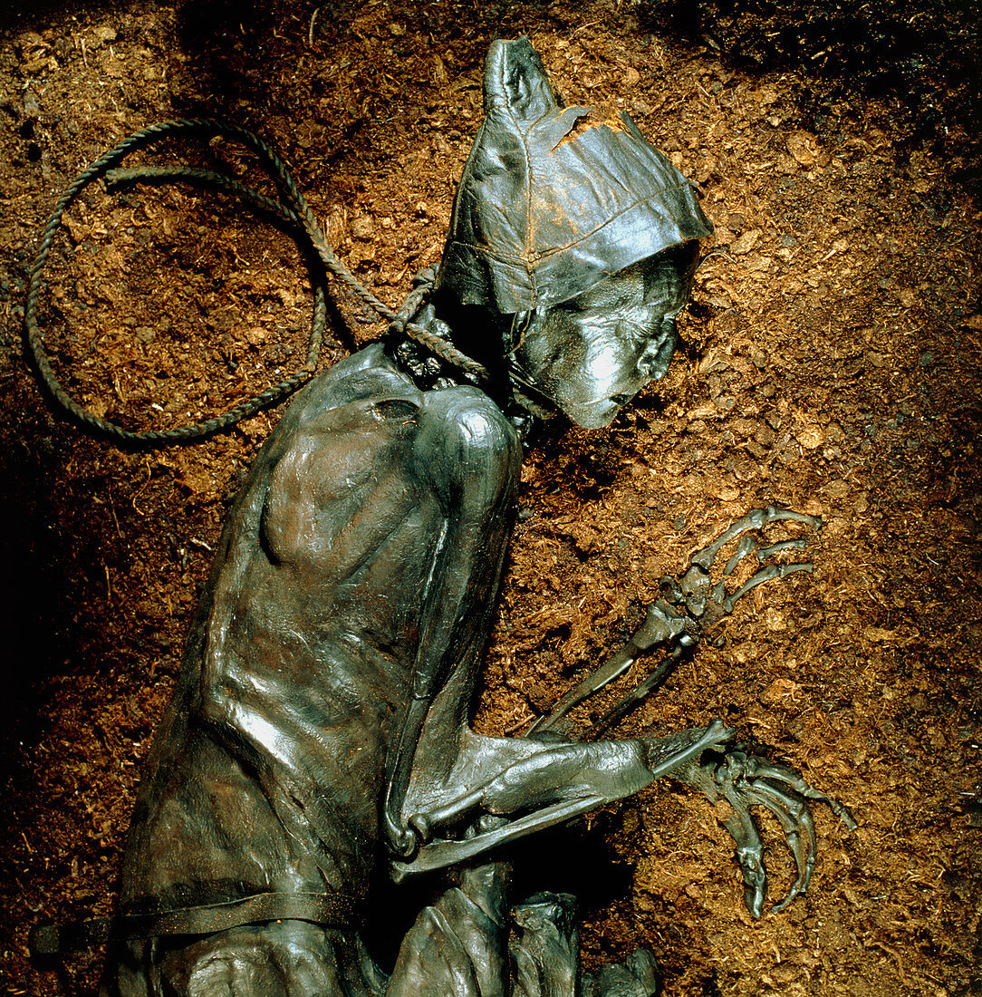 The mummified well-preserved body of Tollund Man