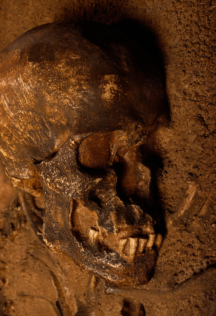 Stone age human skull