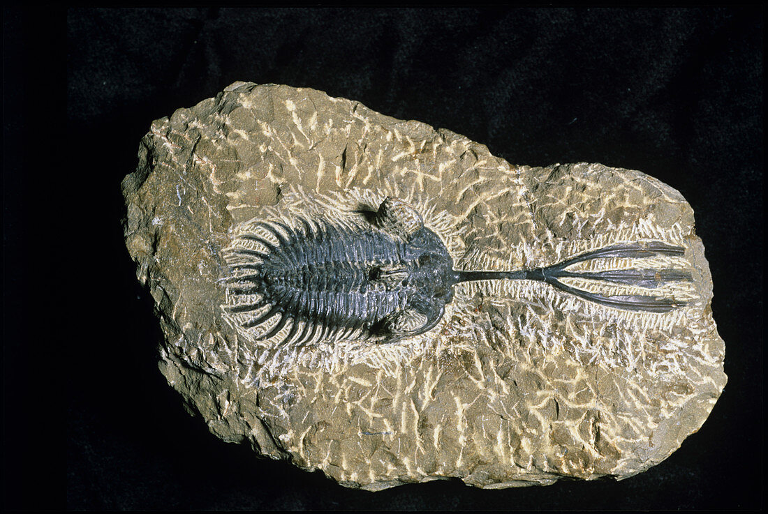 Trident trilobite fossil