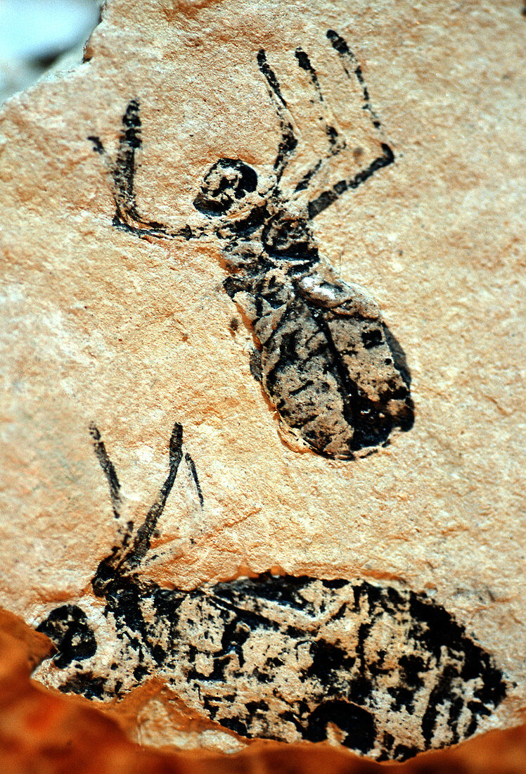 Insect nymph fossils