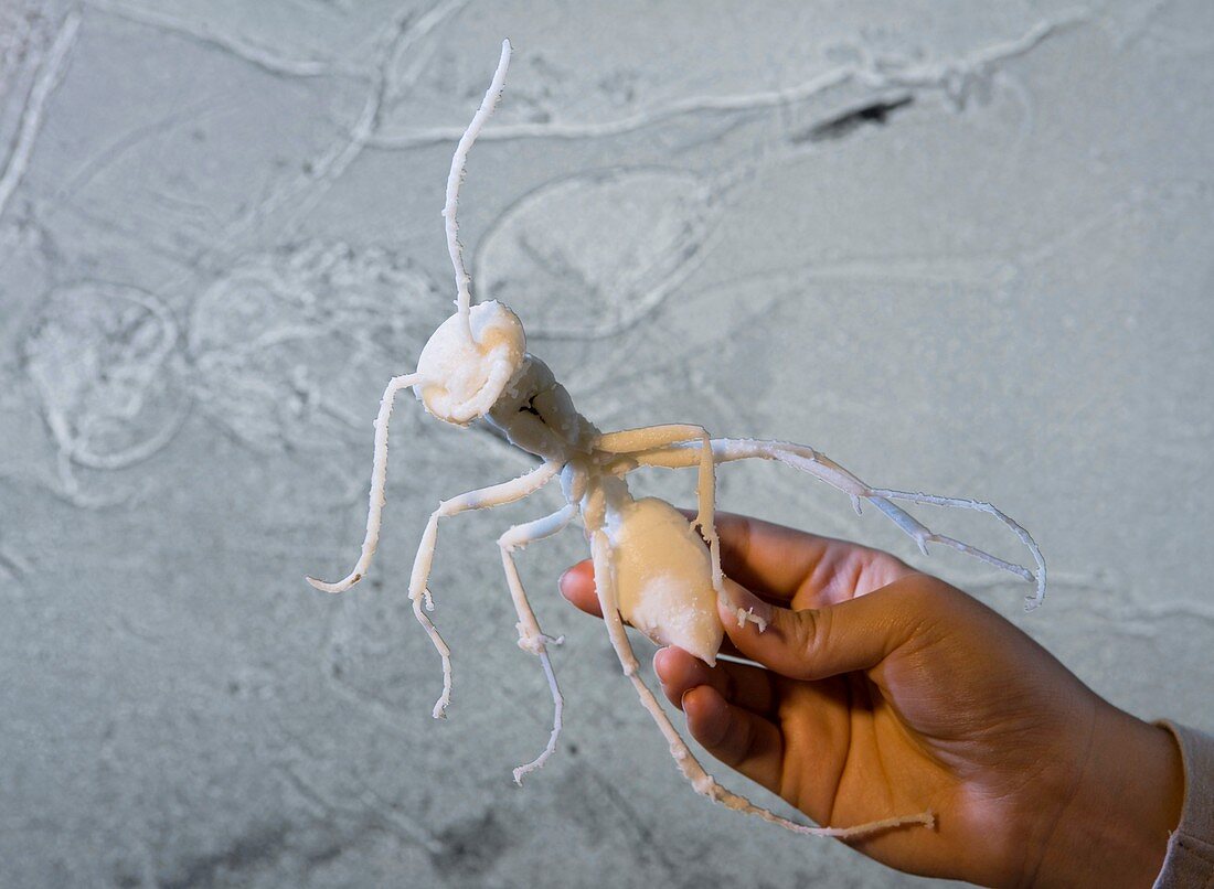 Prehistoric ant,hand holding model