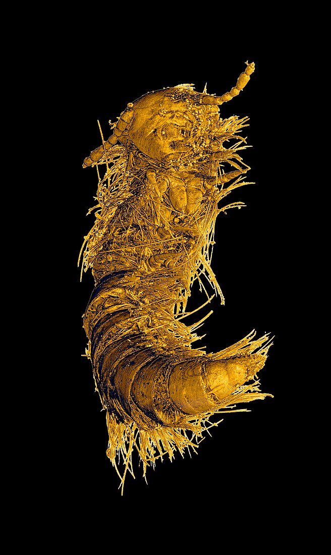Prehistoric millipede,coloured CT scan