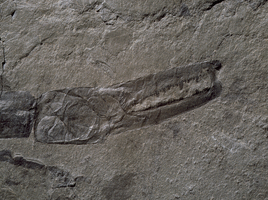 Claw of fossil sea-scorpion