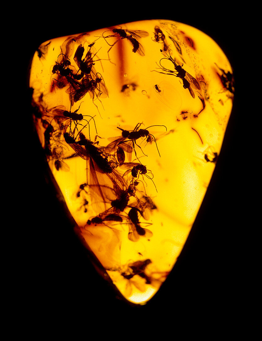 Fossilised insects (sciaridae) in Baltic amber