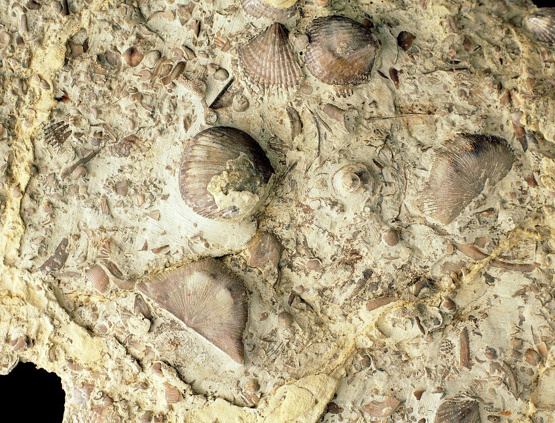 Fossil brachiopod shells from the Silurian period