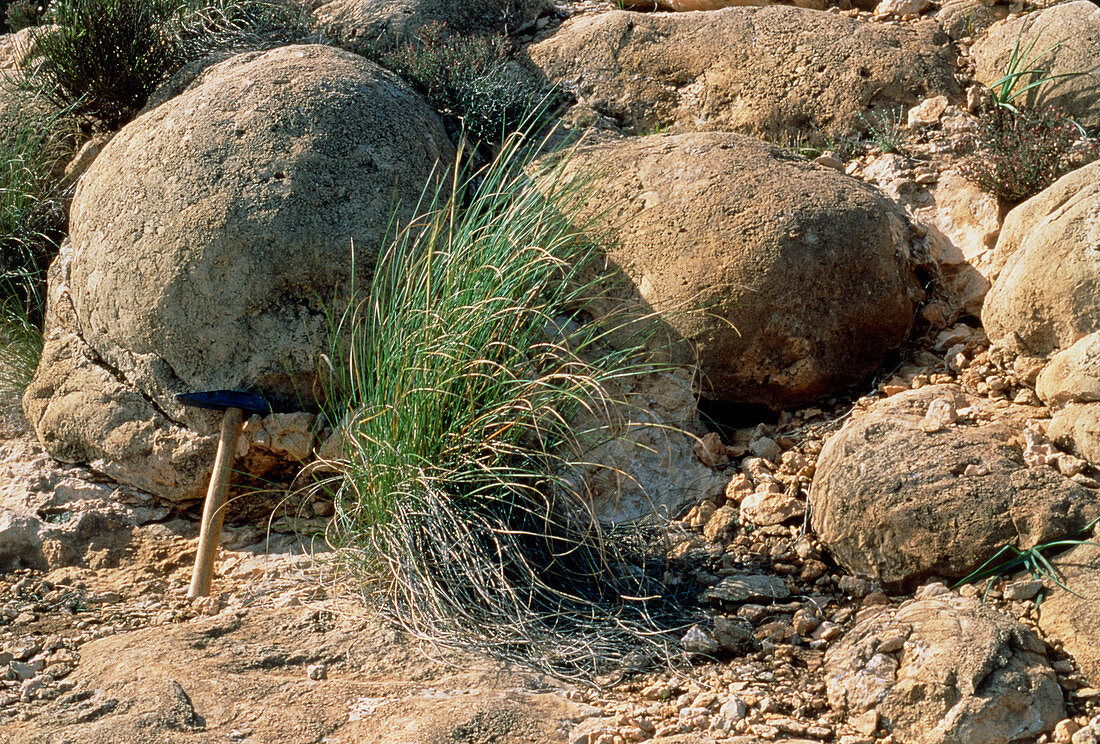 Image of Messinian stromatolites fossils