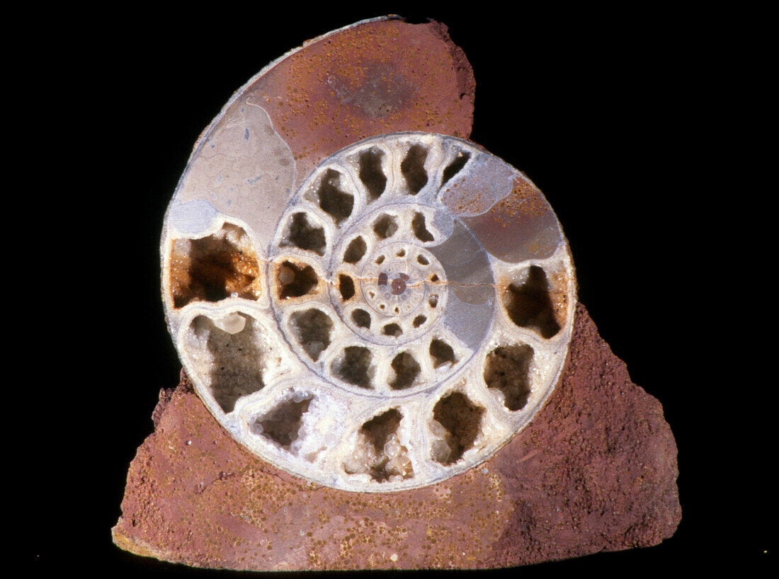 Fossilised ammonite (ammonoidea sub-class)