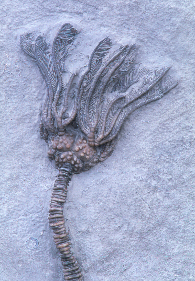 Fossil crinoid or sea lily