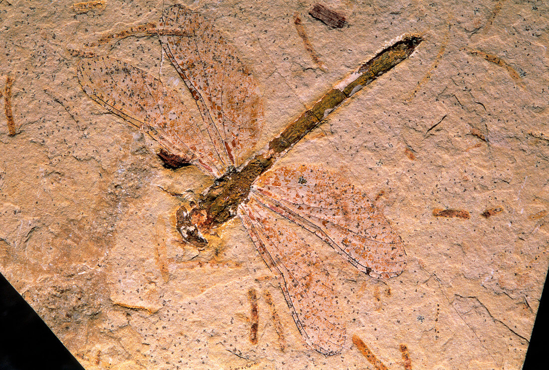 Fossil of a Procordulagomphus xavieri dragonfly