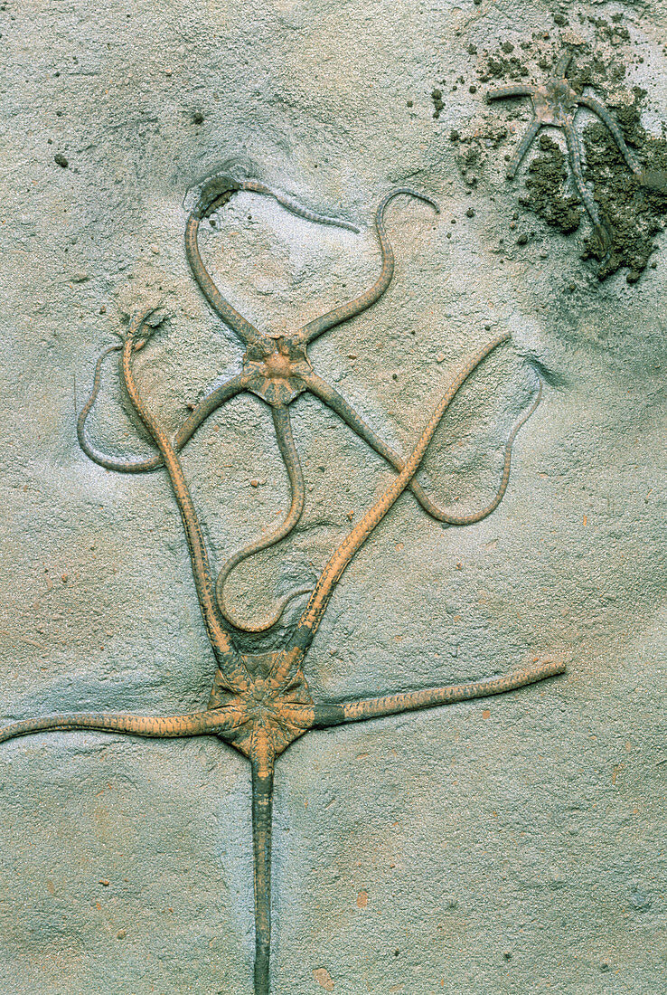 Brittle star fossils