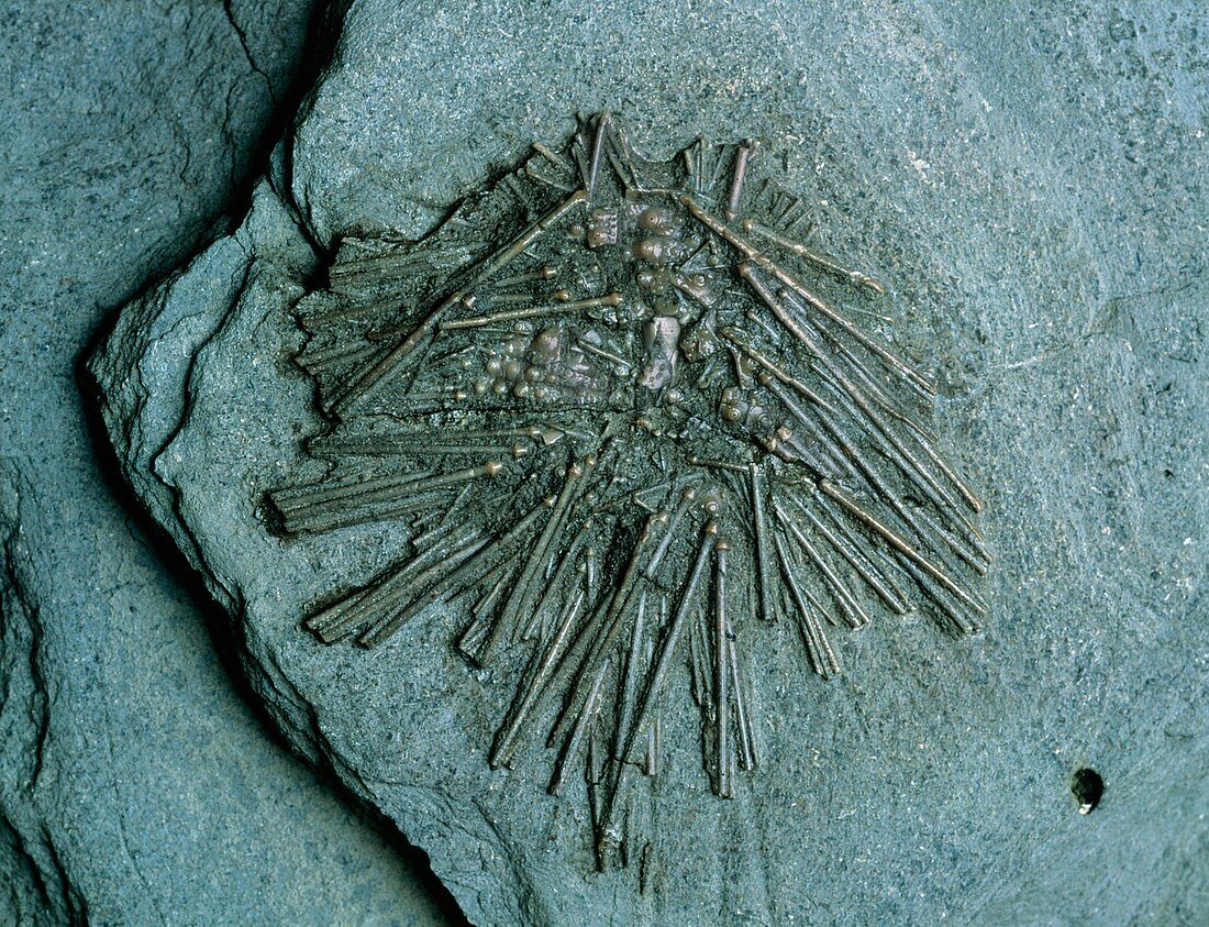 Sea urchin fossil