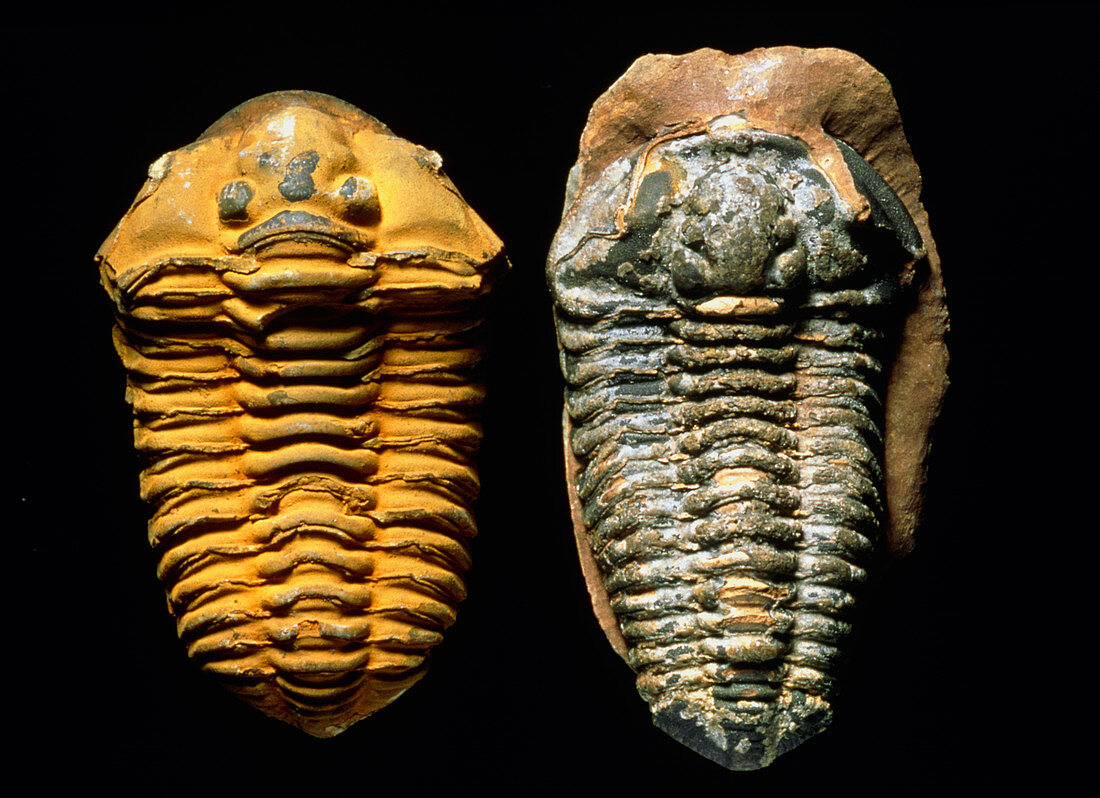 Trilobite fossils
