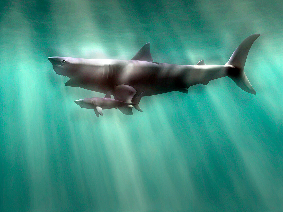 Megalodon shark and great white
