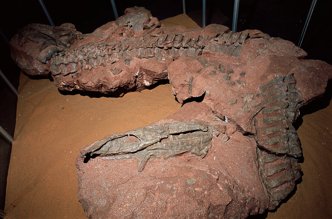 Erythrosuchus africanus skeleton