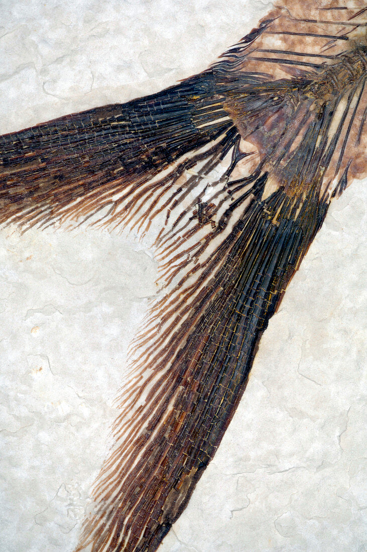 Fossilised fish