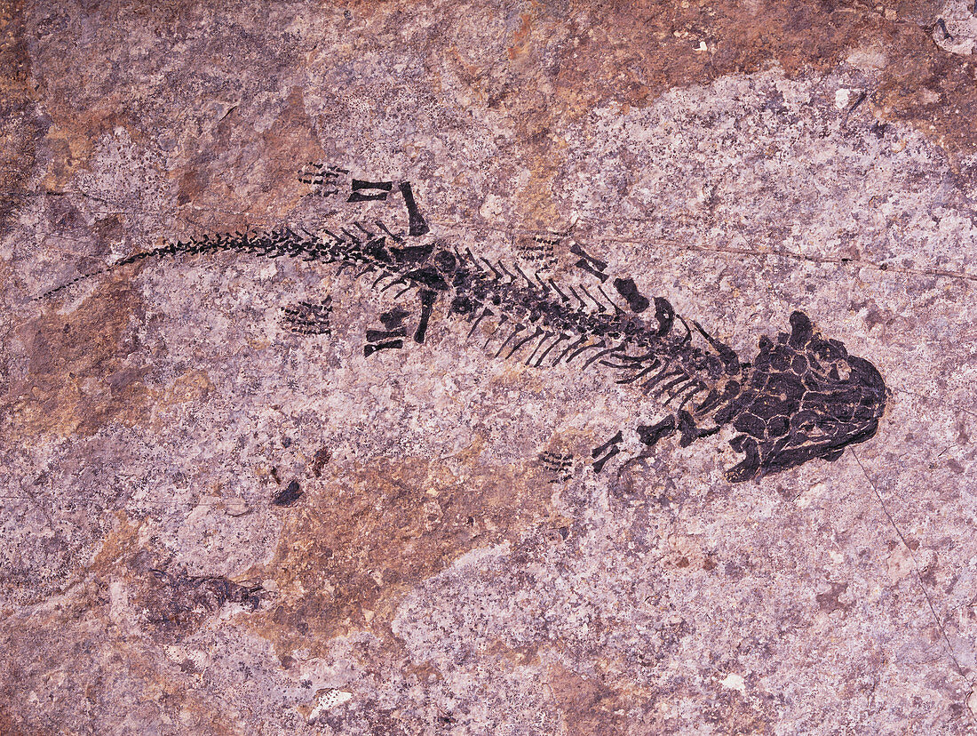 Fossilised amphibian