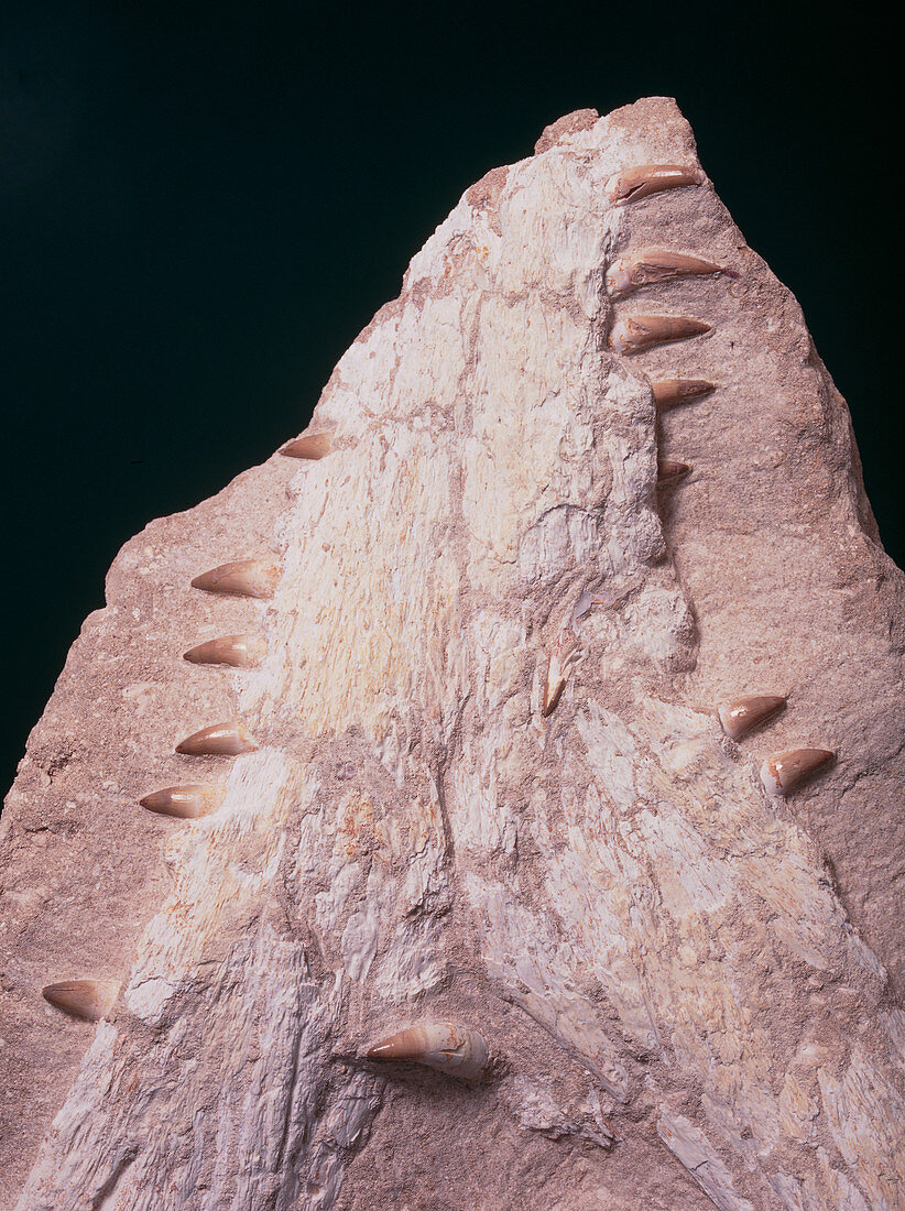 Fossilised crocodile jaw