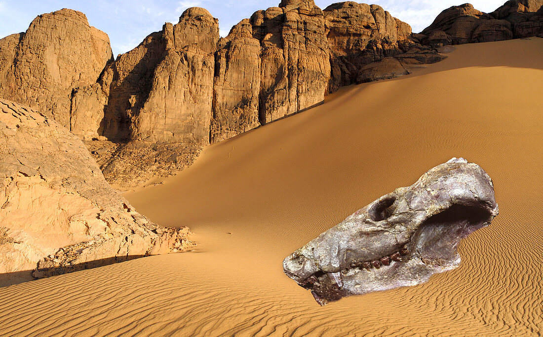 Fossilised skull of a mammal-like reptile