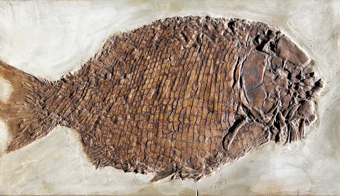 Fossil fish,Dapedium punctatus
