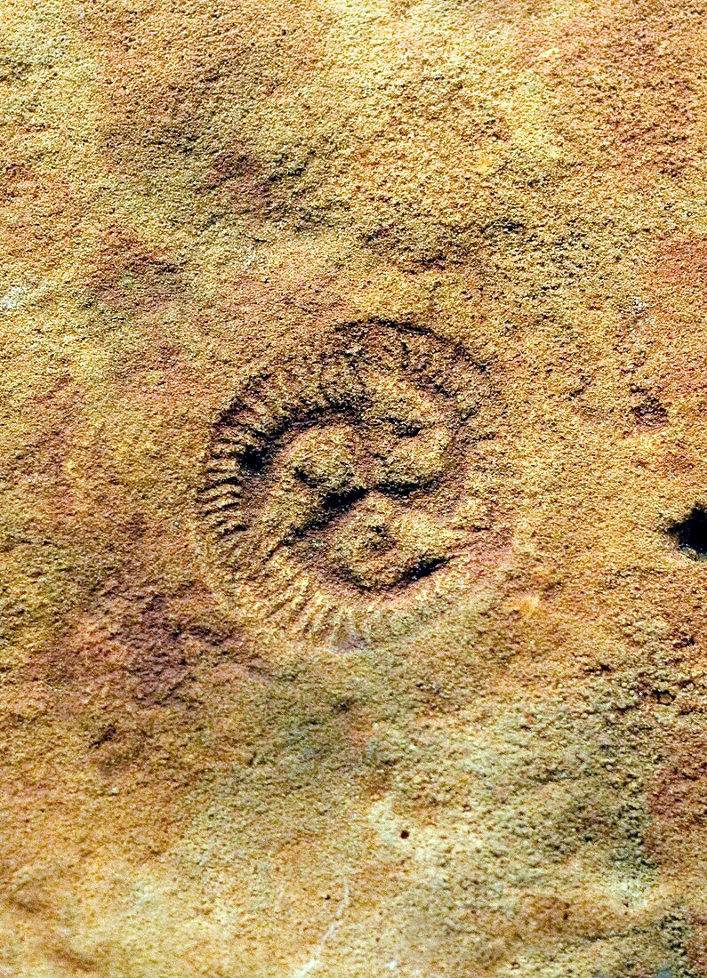 Tribrachidium fossil