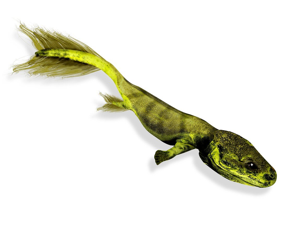 Tiktaalik prehistoric fish,artwork