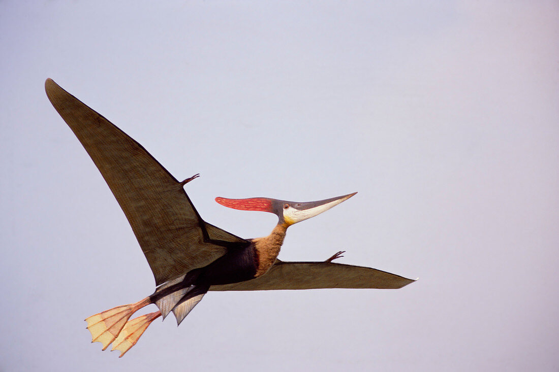Model pteranodon flying